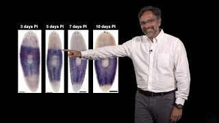 Alejandro Sánchez Alvarado Stowers HHMI 2 Regeneration Neoblasts The planarian stem cells [upl. by Ihdin]