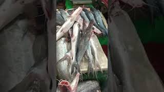 Amazing fish market visit Surmai amp Singhara fish trending fish fishcuting viralvideo surmai [upl. by Ivar]