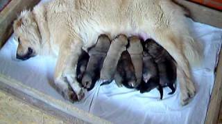 Caucasian Ovcharka Caucasian Shepherd Puppies [upl. by Gaye656]