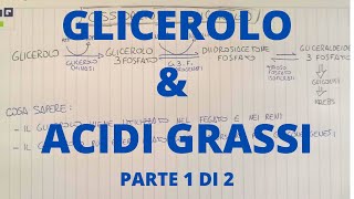 Glicerolo e acidi grassi biochimica PARTE 1 di 2 [upl. by Ynoep115]