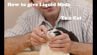 How to give liquid medication to a cat [upl. by Kee]