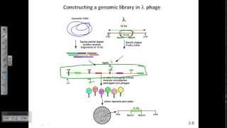 Construction of genomic library using lamda phage [upl. by Colbert]