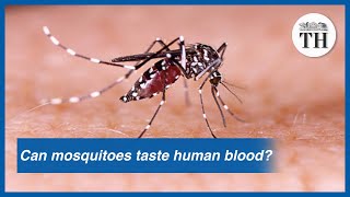 Can mosquitoes taste human blood [upl. by Ailicec]