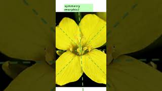 Flower Symmetry  Explanation Types amp Morphology  Actinomorphic  Zygomorphic  Adhyayanta [upl. by Paderna735]