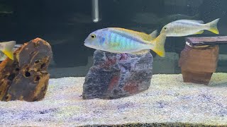 African cichlid Buccochromis Nototaenia Male is in breeding dress Plus another jerk fish dilemma [upl. by Ilwain988]