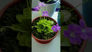 pinguicula butterworts carnivorousplants plants icesworld viralvideo subscribe shortviral [upl. by Hobbs]