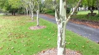 Platanus x acerifolia  top 10 fast growing trees  Platan HD 08 [upl. by Ogden]