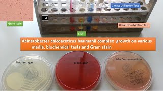 Acinetobacter Identification in Laboratory [upl. by Burrow]