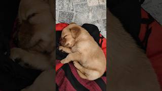 Snuggy sleep🥹❤️ goldenretriever goldenpupppy doglover babydog puppy cute [upl. by Elwood]