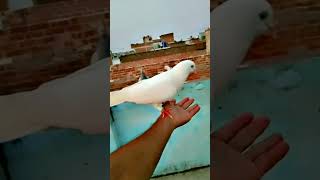 Kabootarallahkazikrkiyakrtehaiipigeon🕊️shortvirelvideo [upl. by Howzell]