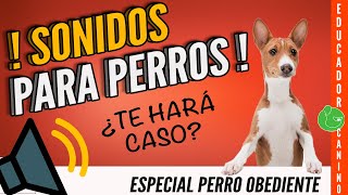 🔊SONIDOS para PERROS para que HAGAN CASO Y OBEDEZCAN 🐶¿Funcionarán [upl. by Annoyi]