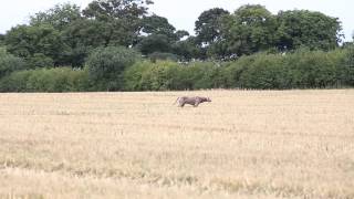 Weimaraner hunting [upl. by Akired730]