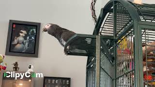 Merlin African grey timneh parrot feeling chatty today [upl. by Fonville]