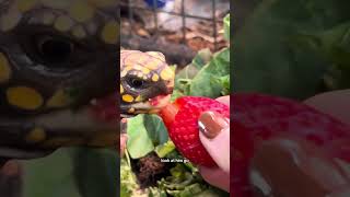 Kinkajous Have 1 Allergy Strawberries [upl. by Eatnuahs233]