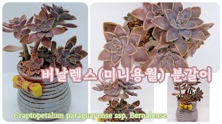 버날렌스 분갈이 repotting Graptopetalum paraguayense ssp Bernalense  Korean succulent plants 다육이를부탁해 [upl. by Ydnak107]