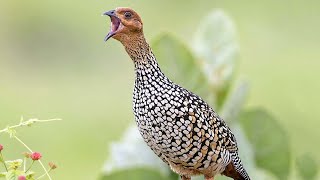 Painted francolin Francolinus pictus sound  Call and song [upl. by Perseus]