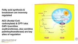 Integrated lipid metabolism – overviewreview [upl. by Neela]