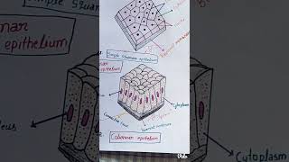 Diagram of Tissue  Subscribe my channel Viratkhushbooofficial 🙏🙏 [upl. by Yecaw588]