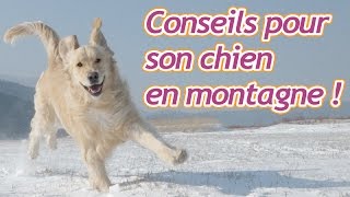 Conseils pour emmener son chien à la montagne [upl. by Enawyd881]