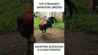 Top Gamefowl of the year 2024 short gamefowl rooster [upl. by Hurlee]