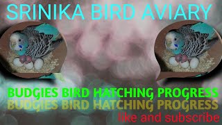 budgies bird hatching progress [upl. by Yroffej]