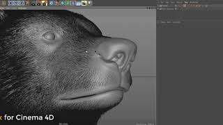 Ornatrix for Cinema 4D BETA Testing [upl. by Garfield224]