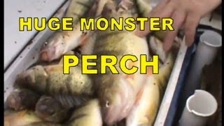 HUGE MONSTER YELLOW PERCH FISHING [upl. by Ytteb822]