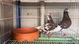 Meuleman racing pigeon breeding for 2024 [upl. by Marlin]