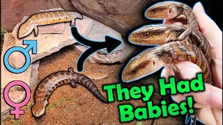 Our BlueTongued Skinks had SURPRISE BABIES in the Zoo [upl. by Nivlam327]