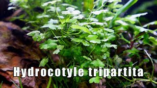 Hydrocotyle Tripartita  MUST HAVE Most Versatile Aquatic Plant [upl. by Vinita207]