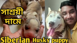 Siberian huskySiberian husky puppy price in bdDog trainer SalmanDog farm in Bangladesh wolfdog [upl. by Williamsen]