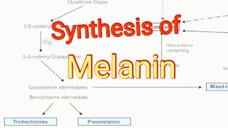 Synthesis of Melanin  Biochemistry [upl. by Goat]