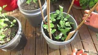 2 of 4 Basic Trellising of Your Spring amp Fall Container Peas My 1st Vegetable Garden  MFG 2013 [upl. by Inahc]