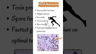 Clostridium perfringens clostridium bacteriology ytshorts shorts foryou medschool [upl. by Noryt]