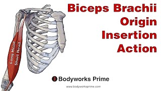 Biceps Brachii Anatomy Origin Insertion amp Action [upl. by Eikcaj187]