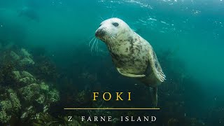 Foki z Farne Island  Farne Islands Seals [upl. by Gomer]