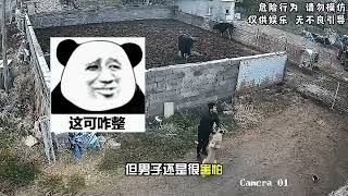 男子正常走路，大黄突然窜出，男子的反应狗的懵了 [upl. by Asirral921]