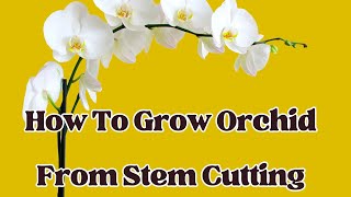 How To Grow Orchid from Stem Cutting  LIFE HACKS [upl. by Elrae770]