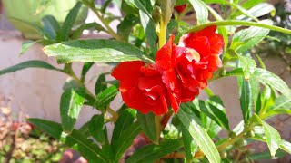 Best Flowering Plant  Balsam Care  How to Grow and Care Balsam Plant [upl. by Stefania]