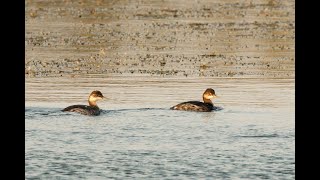 Blacknecked Grebe Dernford Reservoir Cambridgeshire 19924 [upl. by Bagger648]