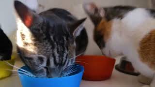 Understanding Cat Behavior From Clowder to Communication [upl. by Llednahs]