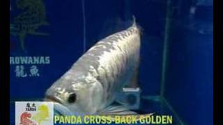 Panda Crossback Golden Arowanas [upl. by Tila]