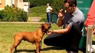 Staffordshire Bullterrier GBF Clubschau 2013 Part 2 Females [upl. by Kela594]