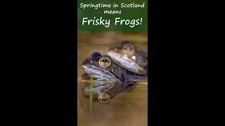 Frisky Frogs  Springtime in the Scottish Highlands shorts [upl. by Latsyrhc]