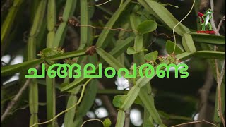 Changalamparanda  ചങ്ങലംപരണ്ട  BoneSetterVeld grape Swasthya Samvaad  MixedKerala  Discussion [upl. by Rotman]