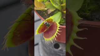 Carnivorous plant eating fly  Venus flytrap plant 🪴 [upl. by Anirat]