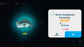 creatures of the deep  green humphead parrotfish [upl. by Akimat35]