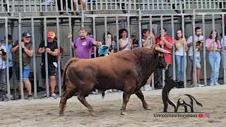 tarde divertida de vacas de la ganadería los mohicanos en viver 2 de octubre de 2024 [upl. by Gascony]