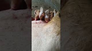 Pigs animals are eating feed in farm show pig pigeon piggy Pigs pigment PigsOfInstagram funny [upl. by Chev]