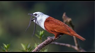 The Neotropical Bellbirds and their very loud calls [upl. by Harbot]